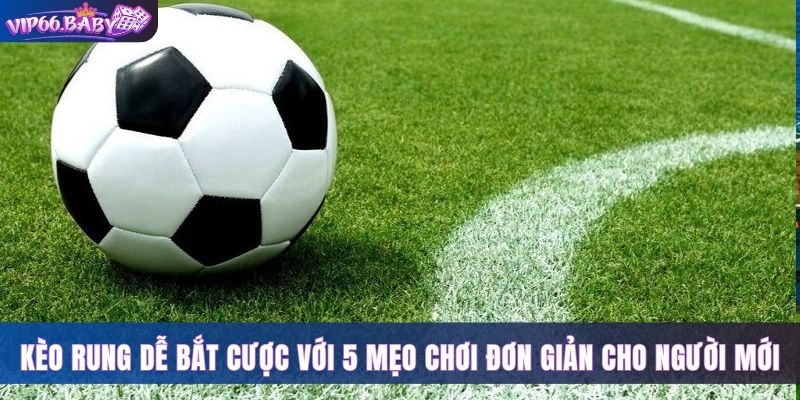 Dễ Bắt Cược Kèo Rung Với 5 Mẹo Chơi Đơn Giản Cho Người Mới